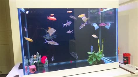 2尺缸可以養幾隻金魚|金魚飼養新手入門：8個金魚飼養技巧大公開（新手必讀）